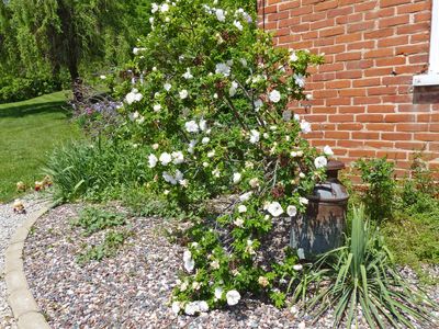 29 May Old fashion rose