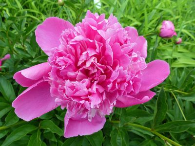 Peony