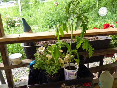 9 Jun Tomato and petunias ready for planting