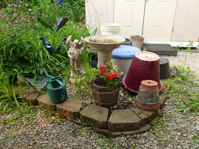 Salvia and petunias