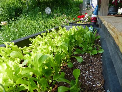 7 Jun Lettuce
