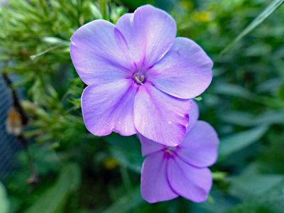 30 Aug Phlox