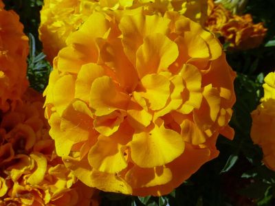 5 Oct Orange Marigold