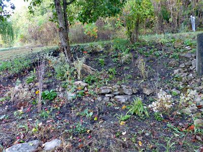 New wildflower garden