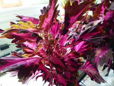 20 Oct Coleus