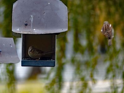 Nov 25 A couple of hungry birds