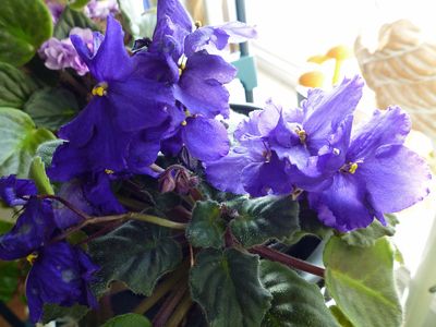 13 Nov More Violets in the sunroom