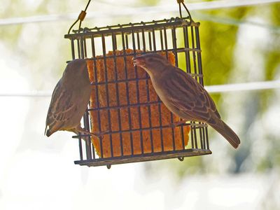 24 Nov Suet feeder in use