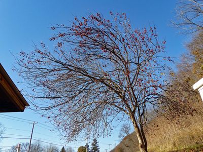 23 Nov crabapple tree 