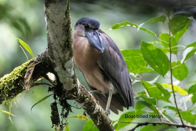 Boat-billed heron-7283.jpg