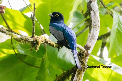 gartered trogon 1-12-8935.jpeg