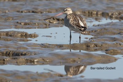 Bar-tailed godwit-7285.jpeg