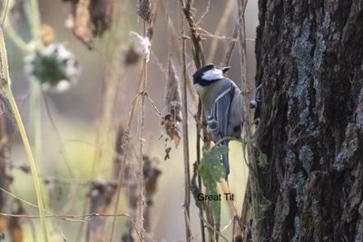 Great tit-8502txt.jpg