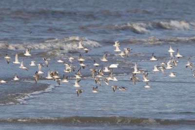 Plovers in flight-7571.jpg