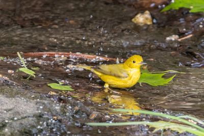 Yellow warbler bathing-1030-1.jpg
