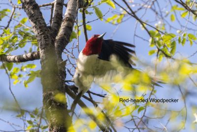 Red-headed woodpecker -6444-1.jpg