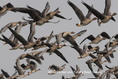 Afternoon geese flight-8007.jpeg