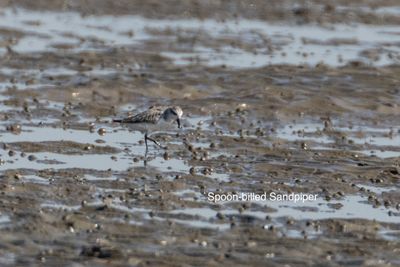 spoon-billed sandpiper-7474txt.jpg