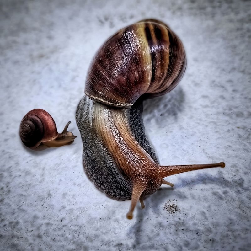 Mother snail and its baby