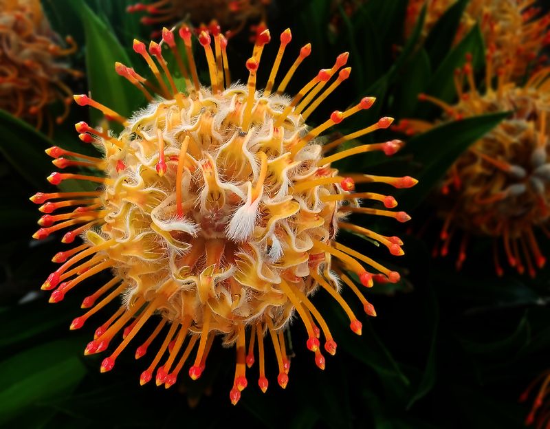 Pin cushion protea (Leucospermum)