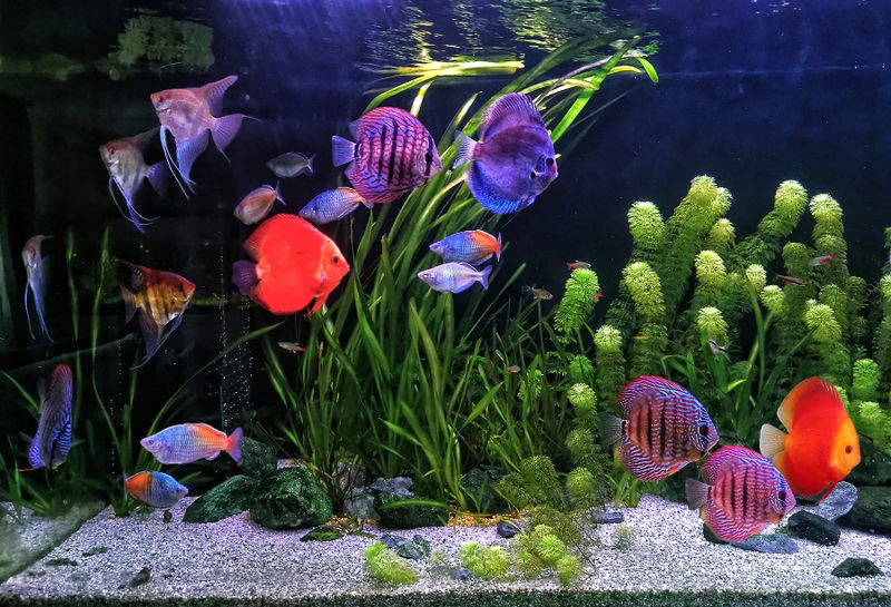 Home Aquarium