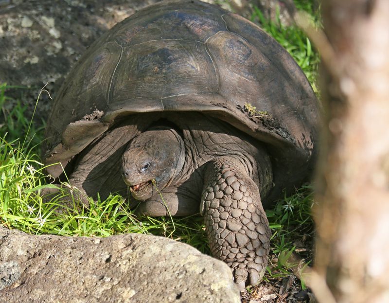 Galapagos Tortoise