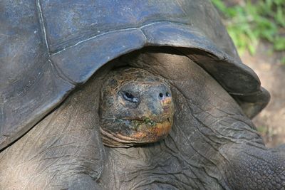 Galapagos Tortoise