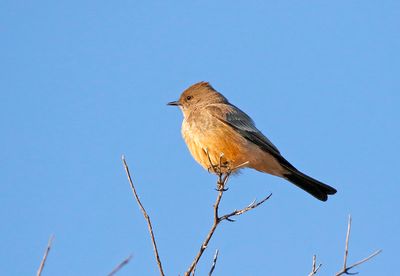 Say's Phoebe