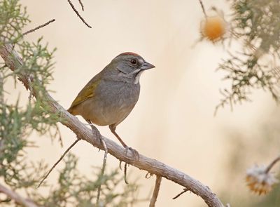 Green-tailed Towhee