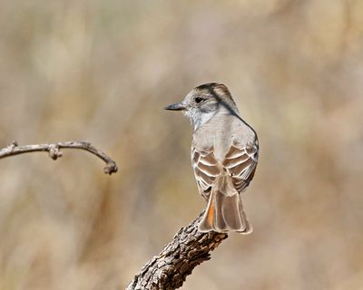 Brown-crested Flycatcher