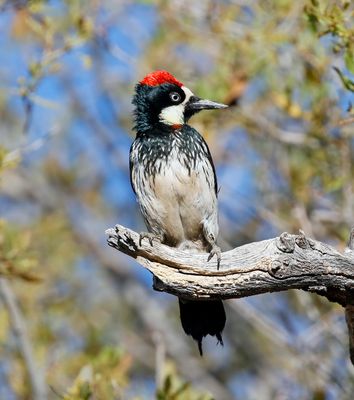 Acorn Woodpecker