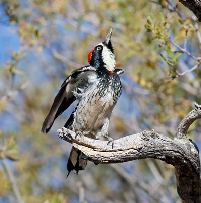 Acorn Woodpecker