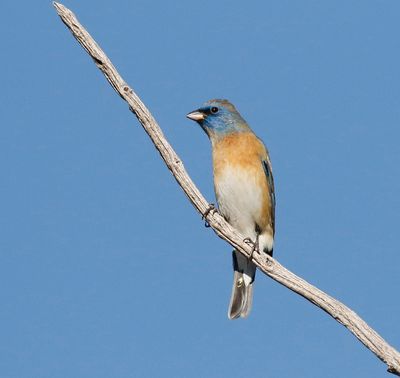 Lazuli Bunting