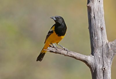 Scott's Oriole