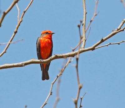 Vermillion Flycatcher