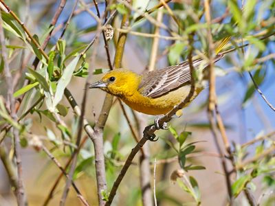 Bullock's Oriole