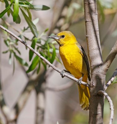 Bullock's Oriole