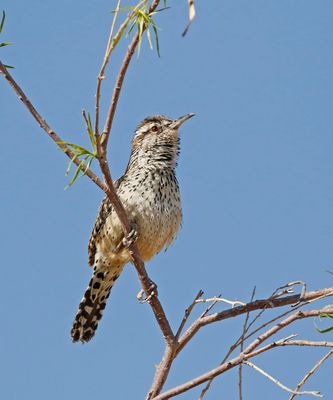 Cactus Wren