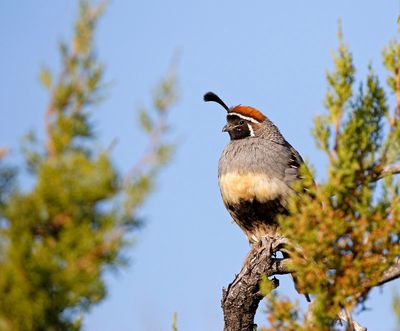 Gambel's Quail