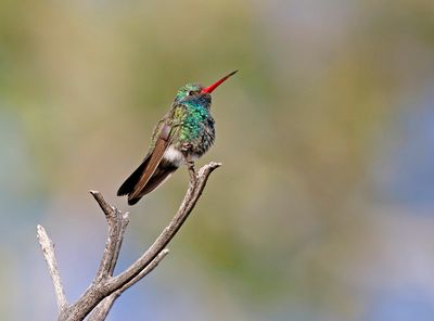 Broad-billed Hummingbird