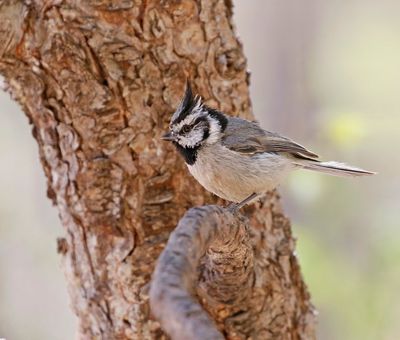 Bridled Titmouse