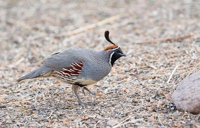 Gambel's Quail