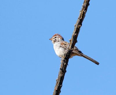 Rufous-winged Sparrow