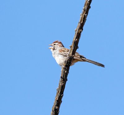 Rufous-winged Sparrow