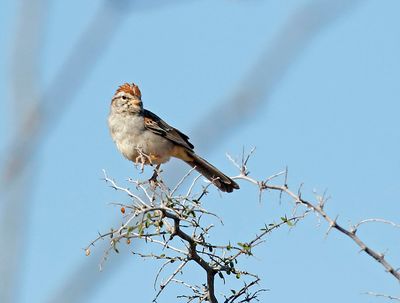 Rufous-winged Sparrow