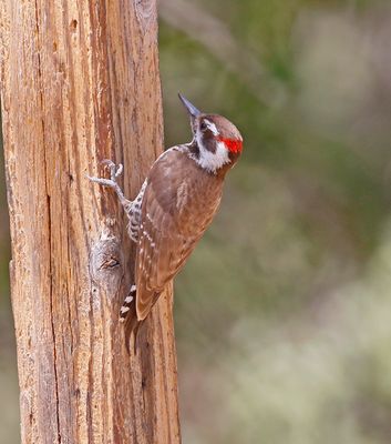 Arizona Woodpecker