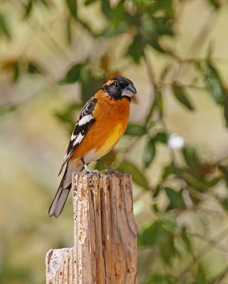 Black-headed Grosbeak