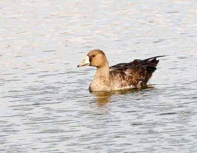 White-fronted Goose