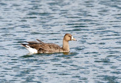 White-fronted Goose