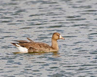 White-fronted Goose